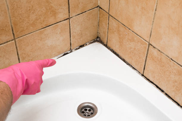 Mold Removal Process in Sanford, CO